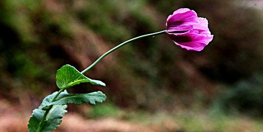 《寻爱或赴死：生死相约》Steam页面 3月18日发售